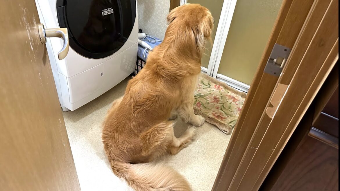 愛犬に内緒で外泊して以来、パパへの監視を強化しているゴールデンレトリバー