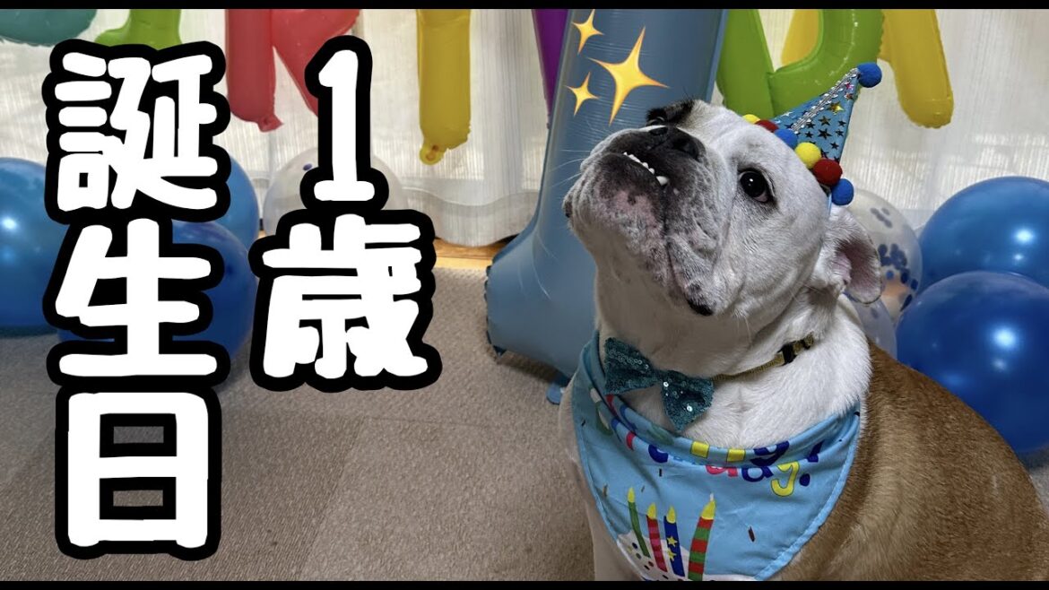 パンチ１歳の誕生日会！手作りケーキに大喜び！