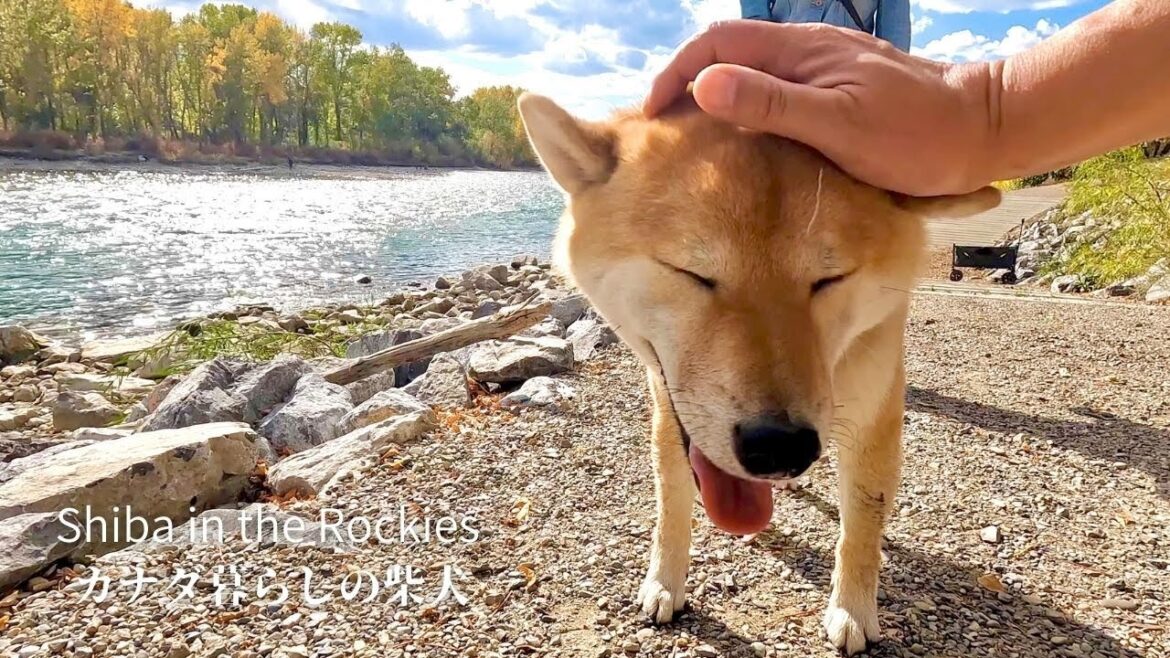 ヘビハンターの才能を開花させた柴犬が誇らしげで可愛い【4K】カナダ海外生活