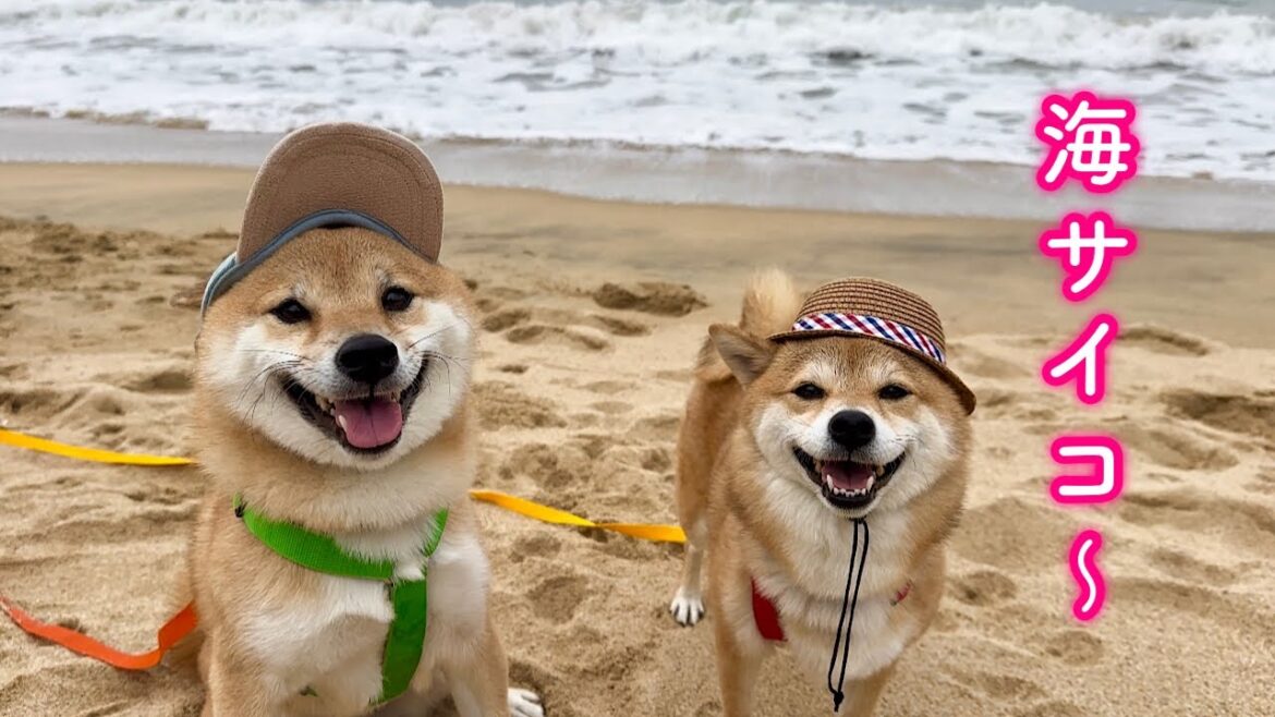 季節外れの海で過去一はしゃいで海を大満喫する柴犬が可愛すぎる