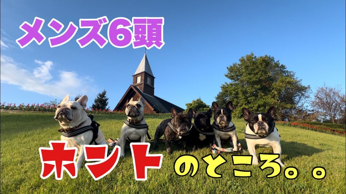 【お答えします！】男ばかり6頭ぶっちゃけみんな仲いいの⁈