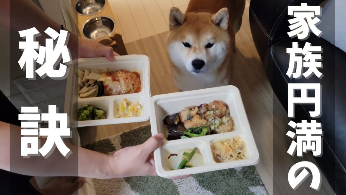 家事・育児をしながら赤ちゃんと柴犬達との共同生活を円滑にする方法