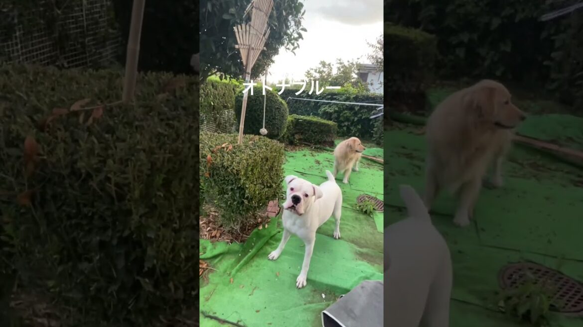 オトナブルー　OTONABLUE  ボクサー犬