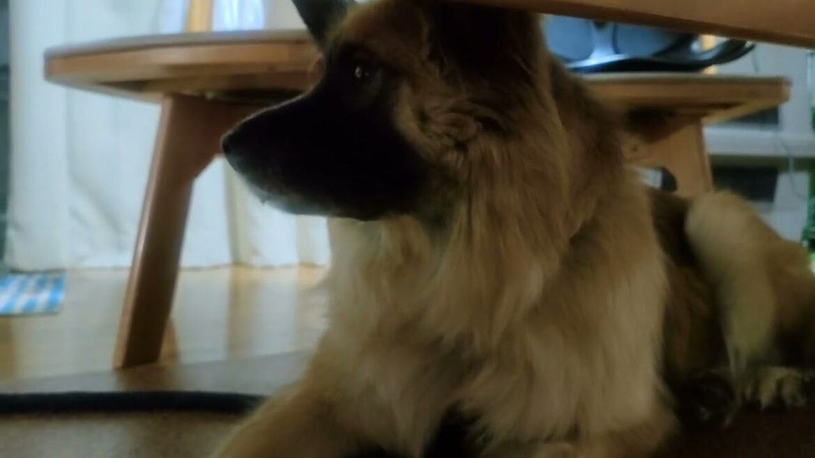 息子が持ってきたパンに目が釘付けになる犬