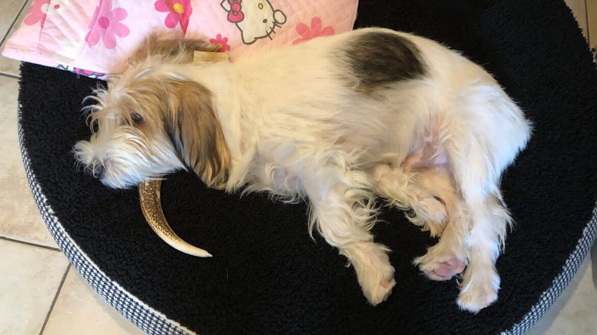 角も牙も似合ってしまうプチバセの子犬