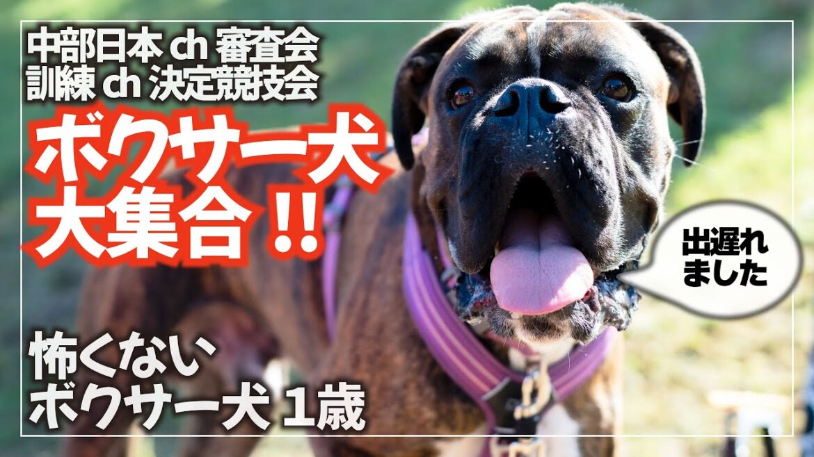 競技会に見学に行きましたが遅刻!でもボクサー犬が集まって楽しかったよ! 競技会に見学に行きましたが遅刻!でもボクサー犬が集まって楽しかったよ!