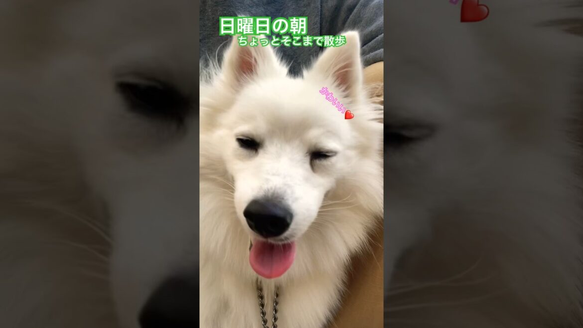 じゃむさんぽ　#日本スピッツ #さんぽ