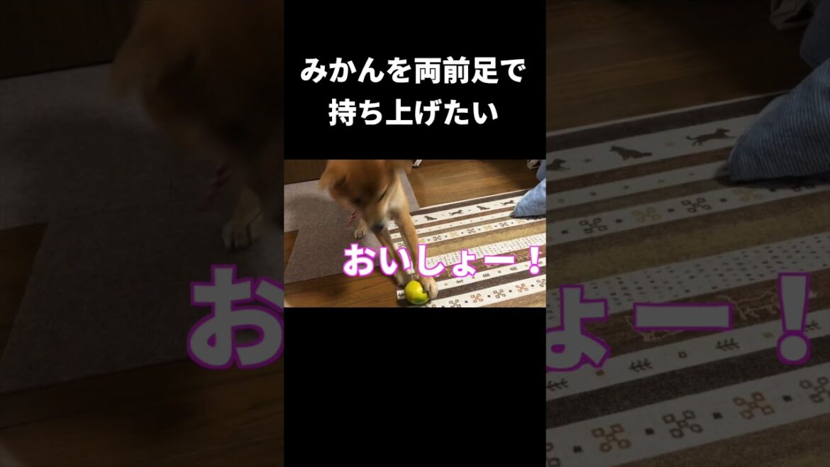 みかんを両前足で持ち上げたい柴犬 #神戸 #shibainu #dog #柴犬 #japan #柴犬のいる暮らし