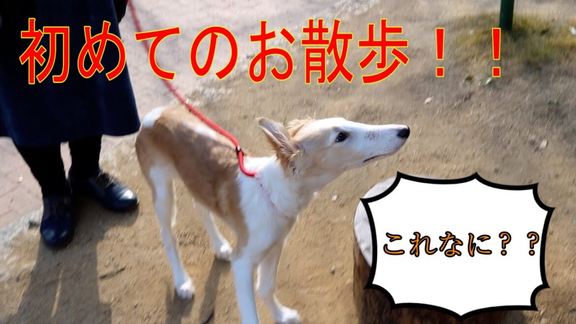 【かわいい子犬のお散歩デビュー】大型犬ボルゾイがいろんなものに興味深々！！