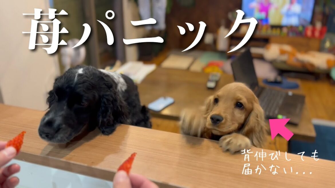 【家・デッキ偏#41】寝落ち  イングリッシュコッカースパニエル「みみ」 の気持ち