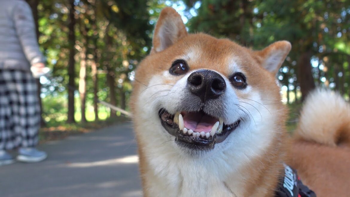 寒すぎてママの隣でぬくぬくしちゃう柴犬ハチが可愛すぎた。。