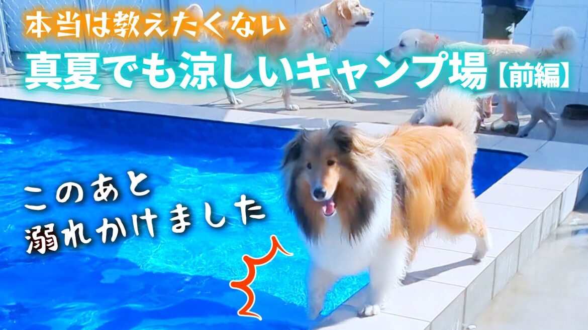 【シェルティ】35度の猛暑日に、暑さに弱い犬とキャンプ【軽キャンJPSTAR Happy1】VANTRUE N5レビューもあるよ