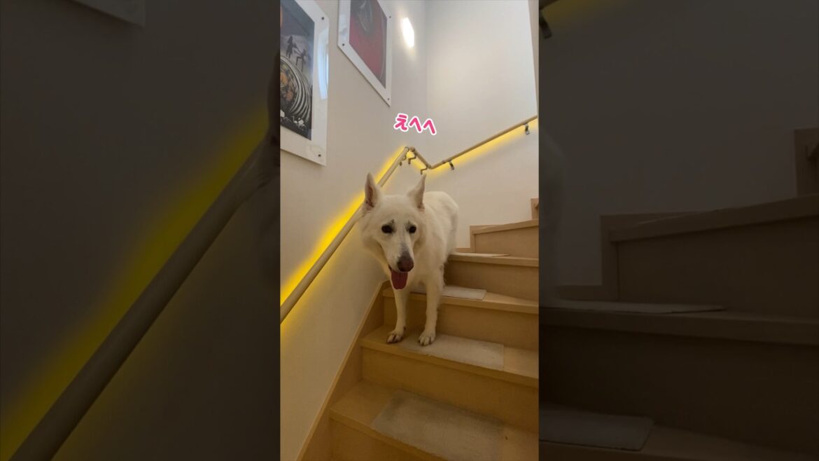 階段で休憩しているホワイトシェパードに移動をお願いしてみました。#shorts 階段で休憩しているホワイトシェパードに移動をお願いしてみました。#shorts