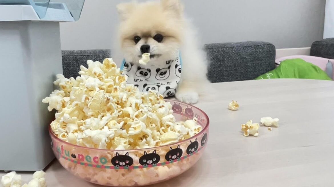 適切な距離感でポップコーンの出来上がりを待つモチ/A Pomeranian waits for the popcorn to be ready at an appropriate distance.