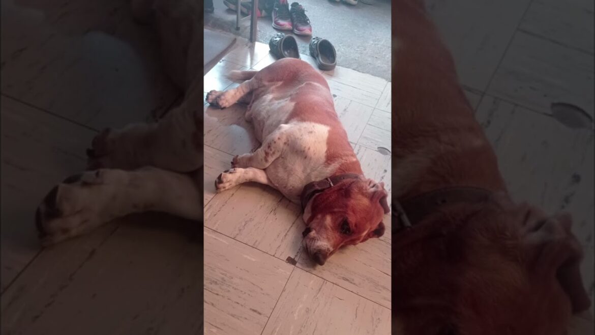 el pachón | #bassethound #funnypets #funnyanimals #shorts