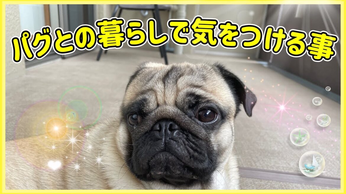 パグは超カワだけど、飼うとなると気にする事がいっぱい