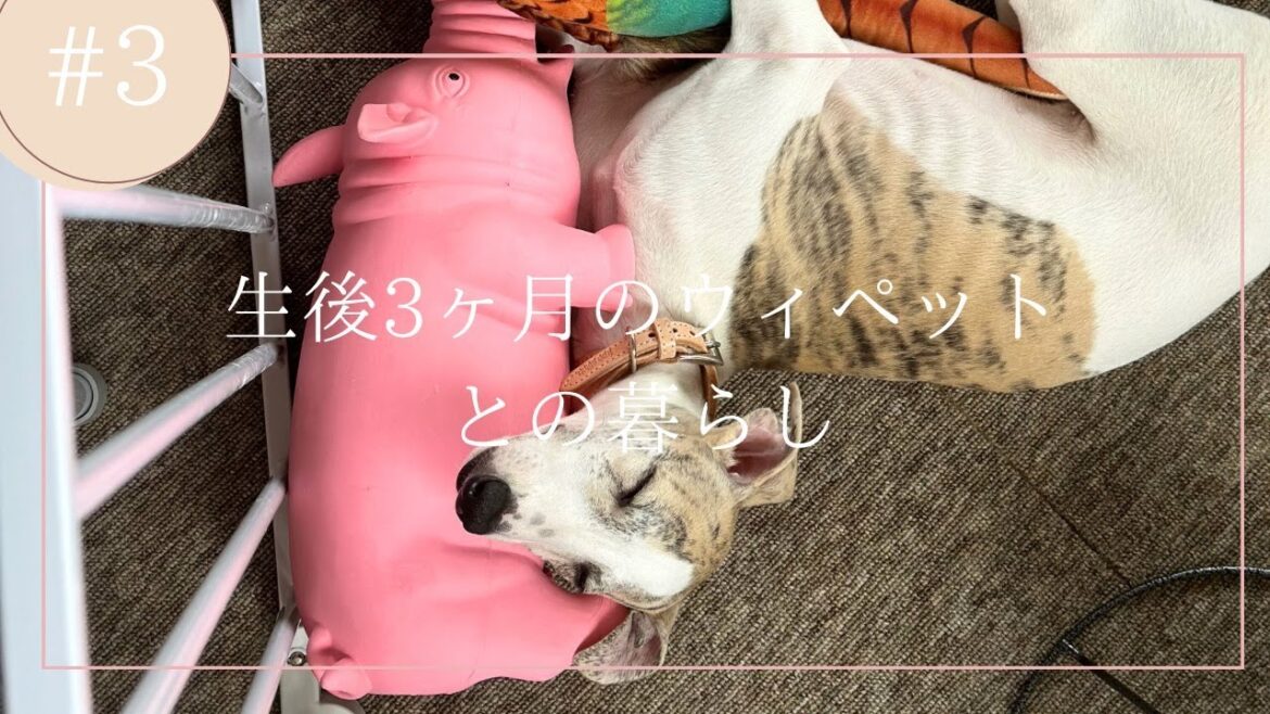 生後3ヶ月のウィペットとの暮らし
