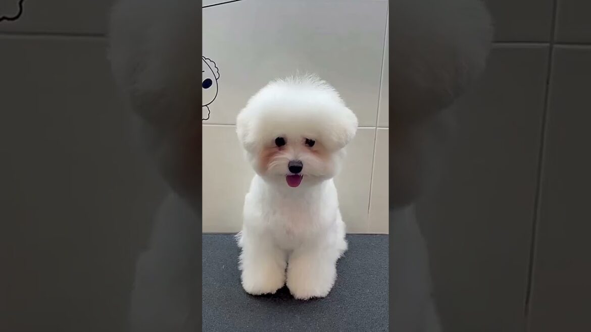 Super Cute Baby Bichon Grooming Transformation! 💕✂️ #GroomingTips #BabyBichonLove...