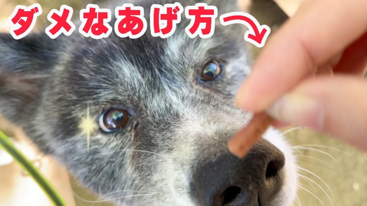 秋田犬お菊さんにおやつをあげる時の注意事項【虎毛】【大型犬】【akita dog】