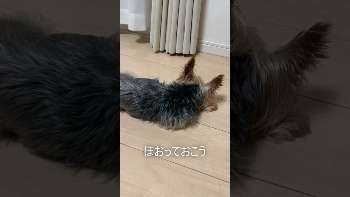 すねちゃったヨーキー。そこがまたカワイイんだけど。【#shorts 】
