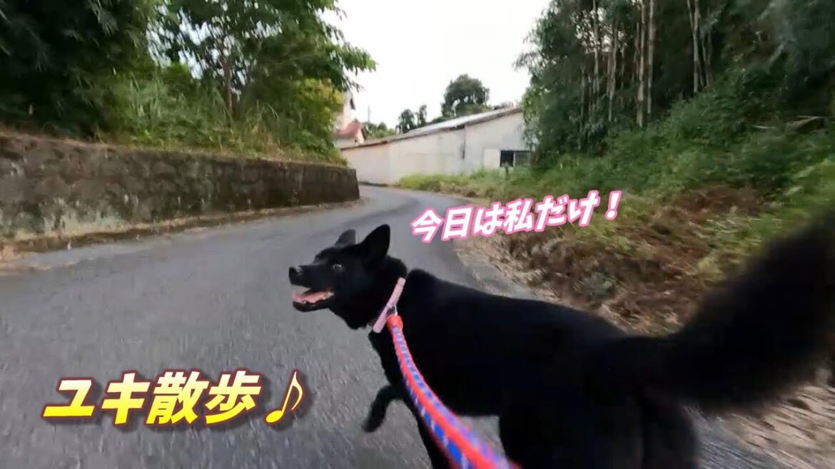 【甲斐犬】ユキ散歩♪上り坂ダッシュ！