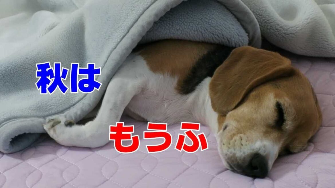なつとあき 【おてんばビーグルふくちゃん】その252