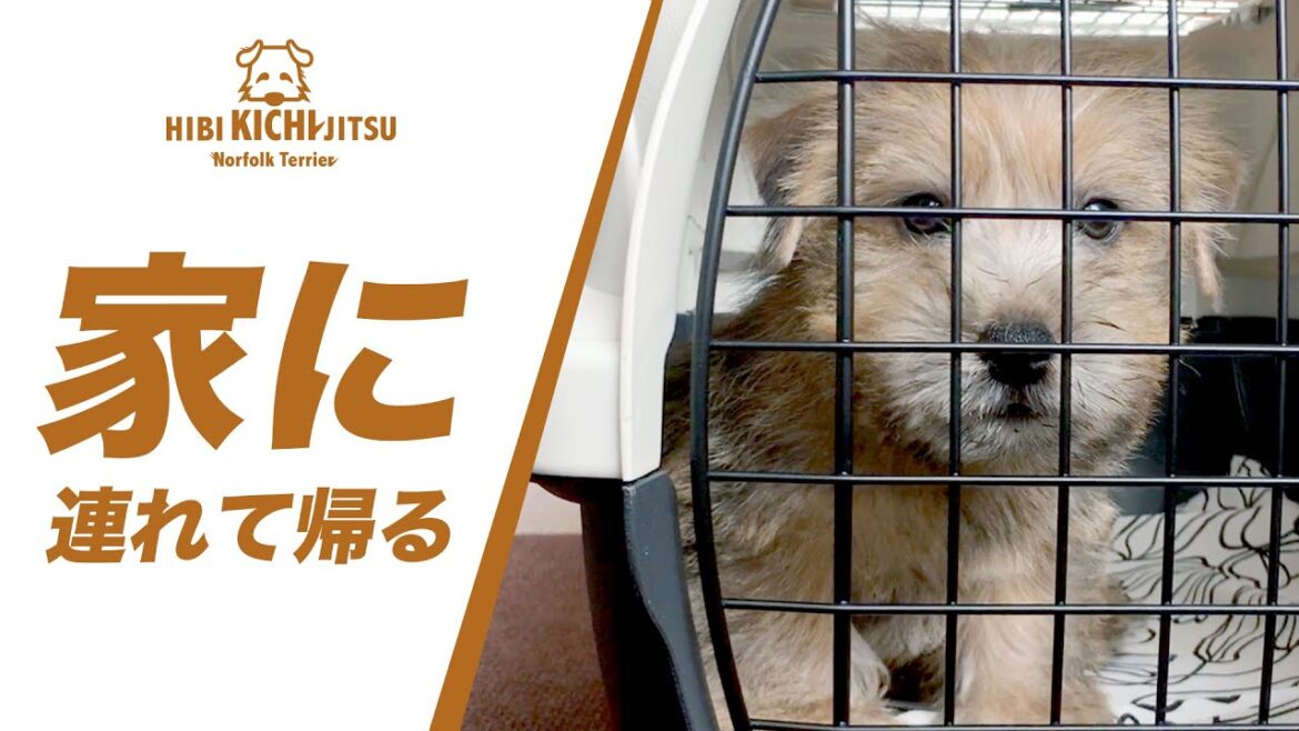 ノーフォークテリア子犬キチのお迎え【  norfolkterrier  puppy 】