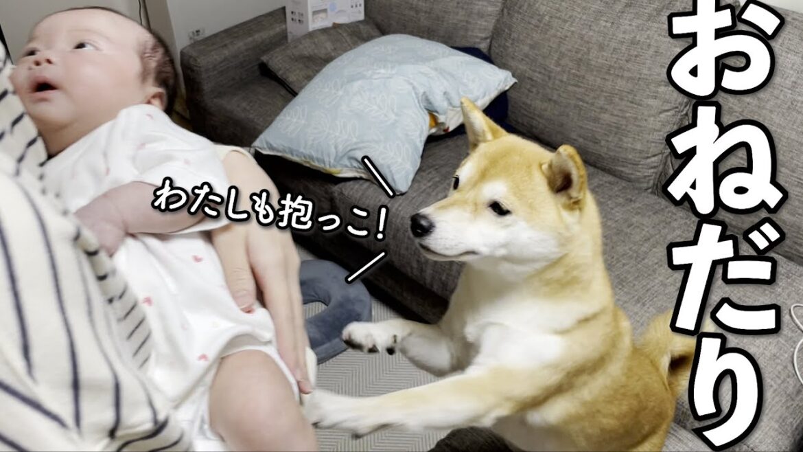 赤ちゃん妹を抱っこしてると柴犬が抱っこをせがんできました
