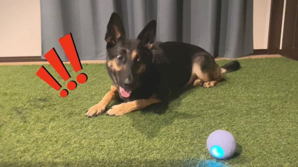 愛犬の誕生日に自動で動くボールあげたら、なんでこうなった！？【ウィキッドボール】