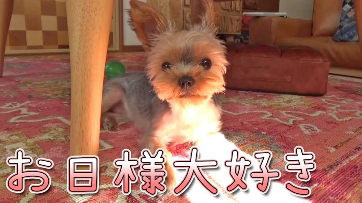 【ヨークシャテリア】やっぱり日向が好きなヨークシャテリア【Yorkshire Terrier】