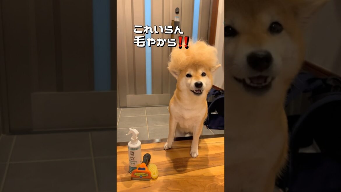 アフロ犬現る⁉️笑 #柴犬 #犬のいる暮らし #shorts