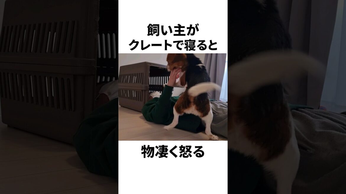 我が家だけのビーグルあるある