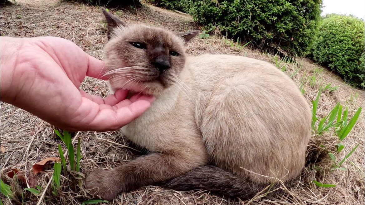 迷路のような植込みの中でくつろぐシャム猫ちゃんを発見！