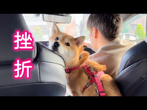 夫婦+柴犬2頭、憧れの地「軽井沢」への大移動…早速心が折れる 夫婦+柴犬2頭、憧れの地「軽井沢」への大移動…早速心が折れる