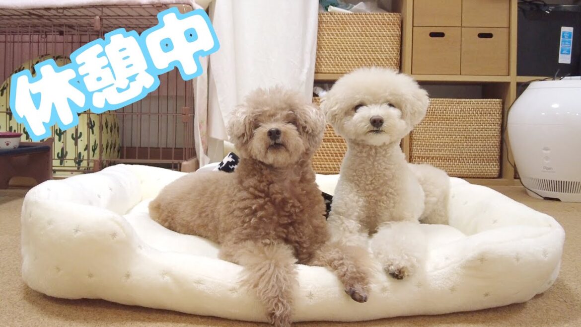 散々遊んだ後に疲れてふたり揃って休んじゃう兄妹犬が可愛いｗ