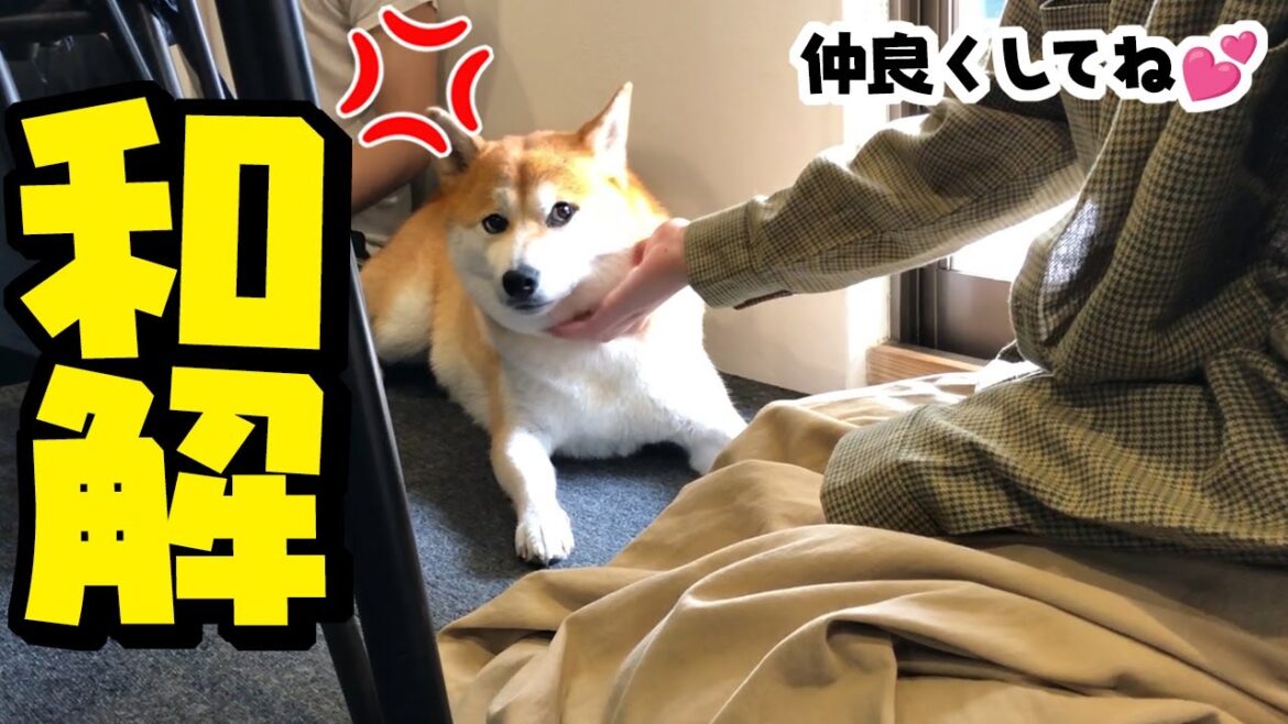 大好きな兄たんの彼女と仲良くなれるのか？ライバルと柴犬との心の距離は縮まるのか…