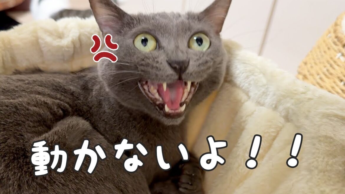 猫5匹の寝る時間はこんなに大変です!! 猫5匹の寝る時間はこんなに大変です!!