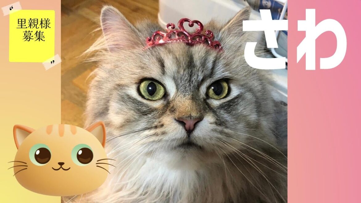 【里親募集】人懐っこくて人気者♡ペルシャのさわ　猫　ペルシャ