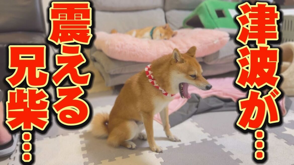 津波注意報が発令中、何かに怯える柴犬・・・ 津波注意報が発令中、何かに怯える柴犬・・・