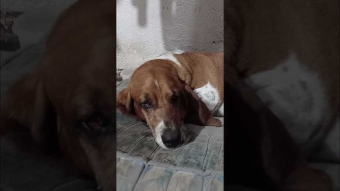 el pachón | #bassethound #funnypets #funnyanimals #shorts