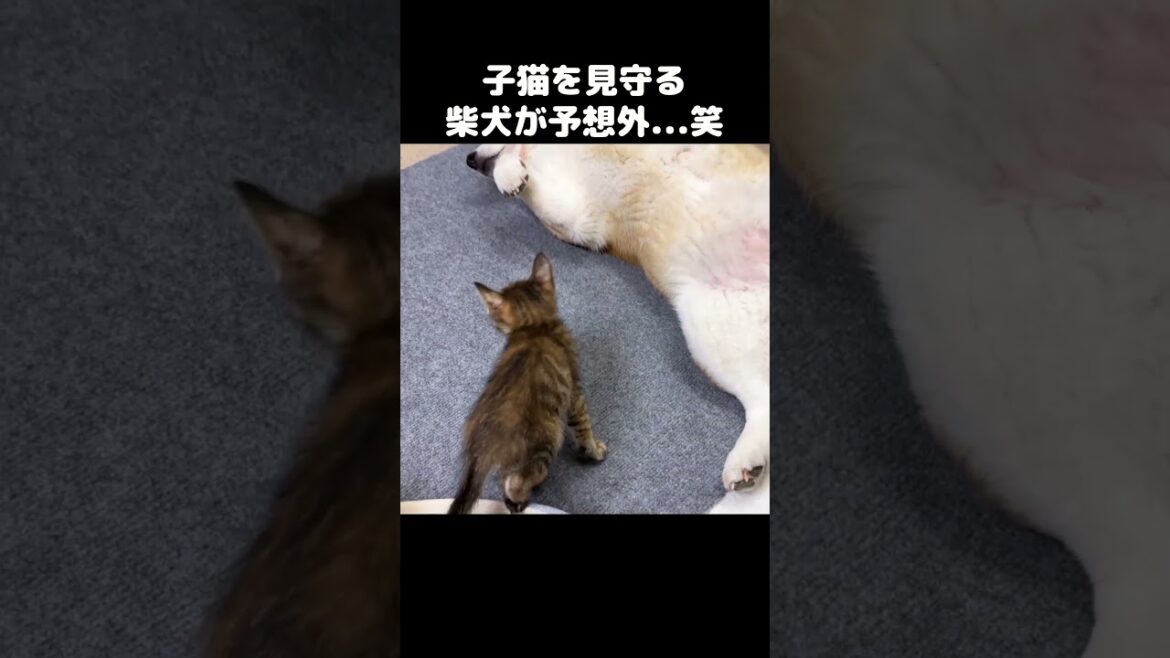 柴犬が子猫を観察していると急に変な行動に…笑　#shorts