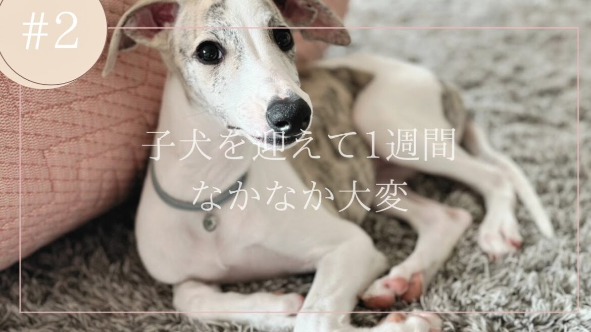 子犬を迎えて１週間なかなか大変