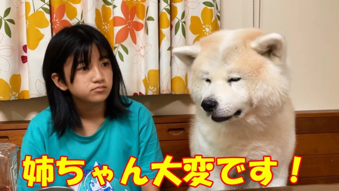 のんびりまったりミルクプリン・秋田犬そうすけ君・シェパード犬マック