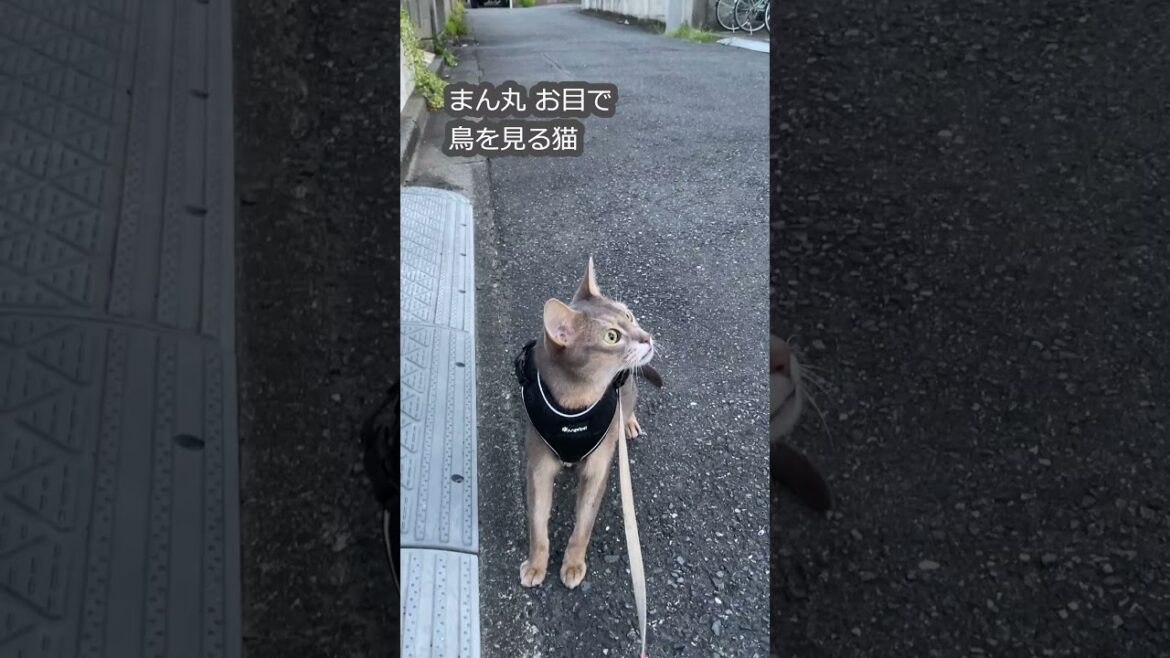 (アビ) まん丸 お目で鳥を見る猫 #shorts #アビシニアン #猫のいる暮らし #鳥を追う猫