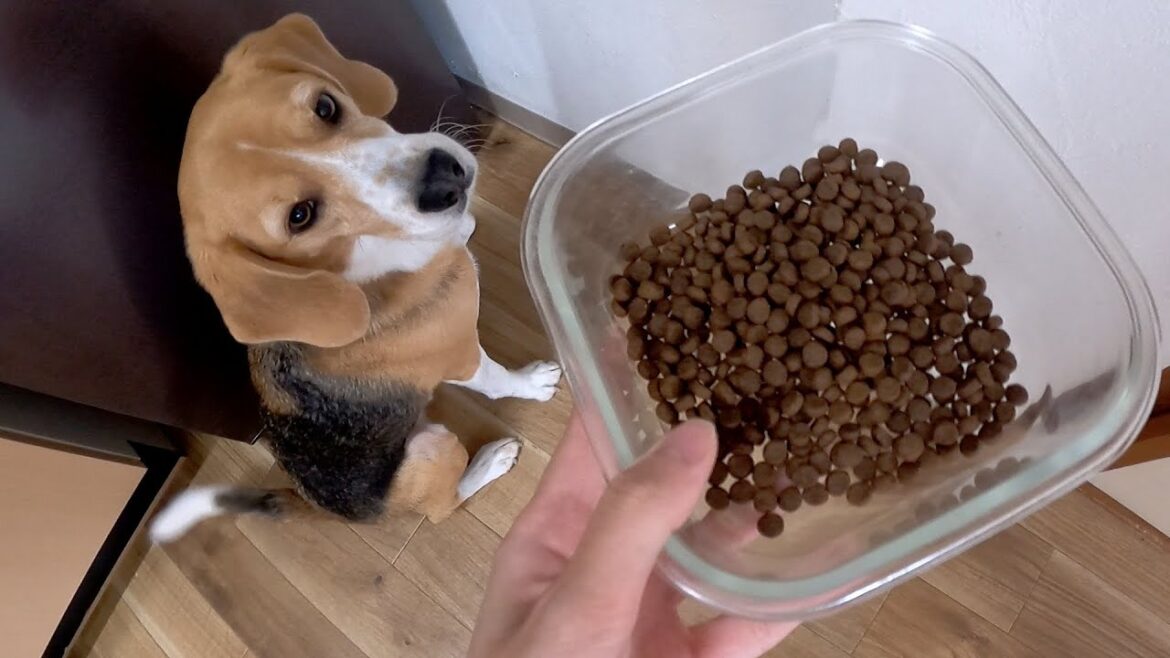 うちの犬はビーグル失格かもしれません