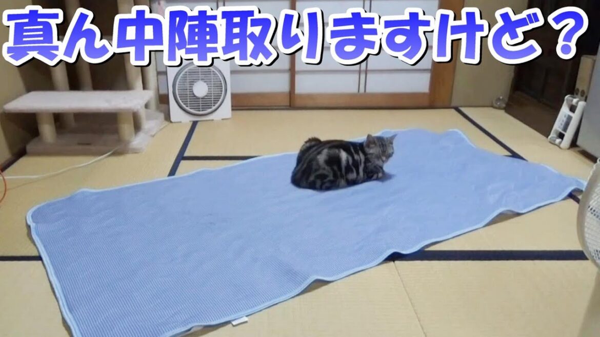何でも真ん中を陣取る猫！（アメリカンショートヘア）