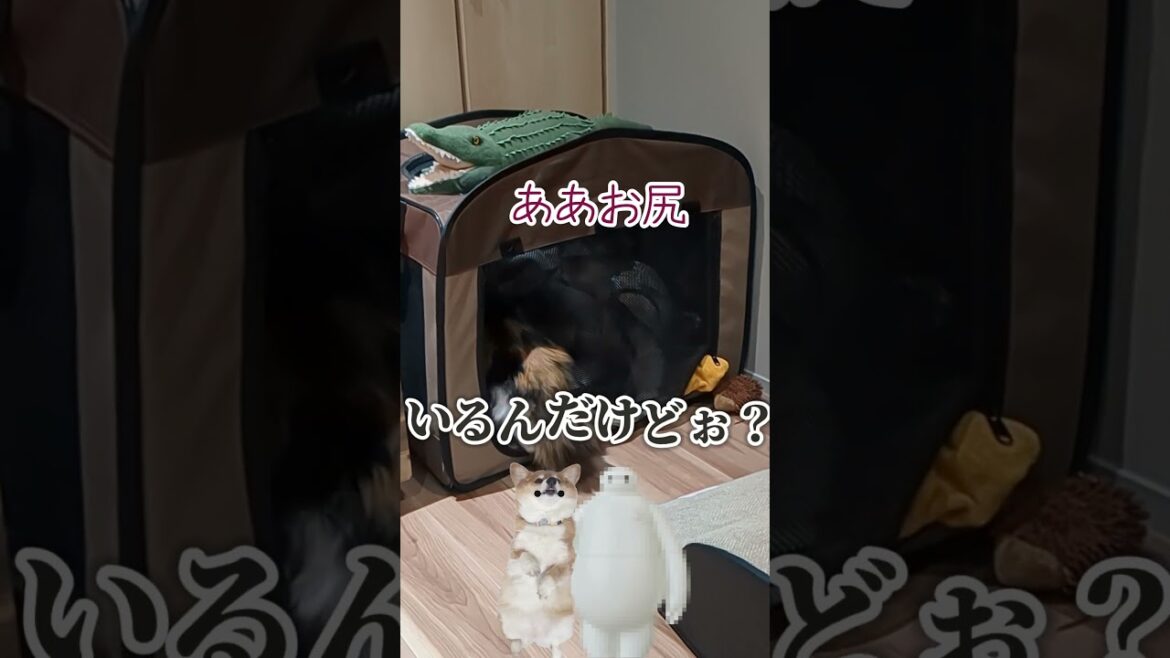 個室居酒屋クロコダイル #柴犬スティーブ #アテレコ #コーギー
