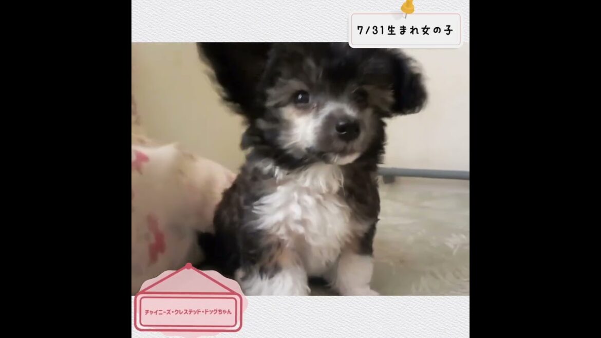 【チャイニーズ・クレステッド・ドッグ】ベビーちゃん☆