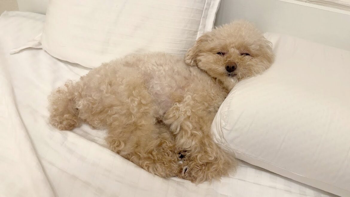 首の角度が完全にバグってるトイプードル