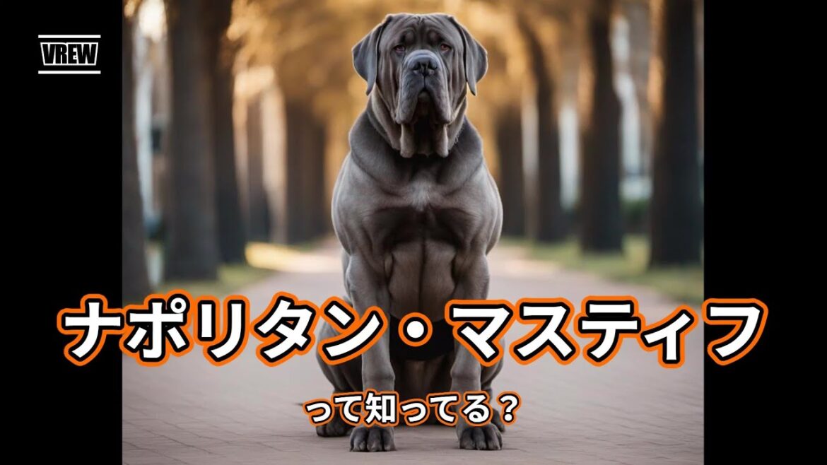 ナポリタン・マスティフって知ってる？